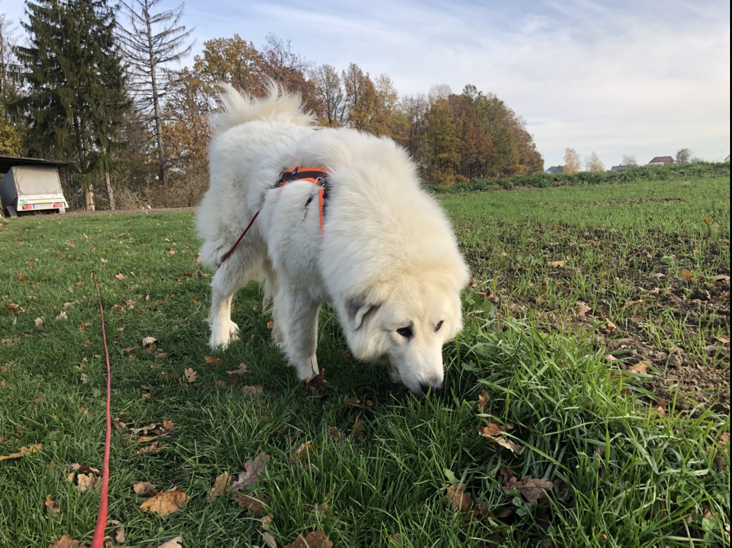 Schnuffeln am Feldrand