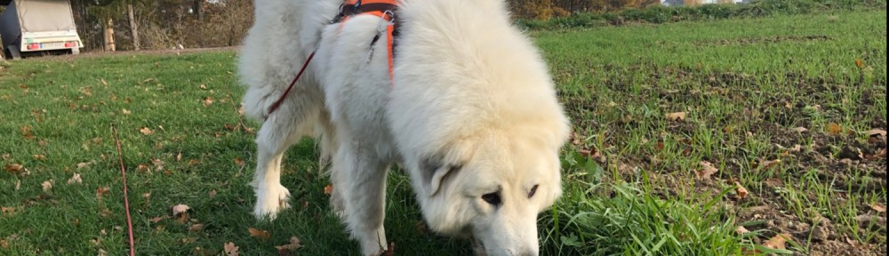 Schnuffeln am Feldrand