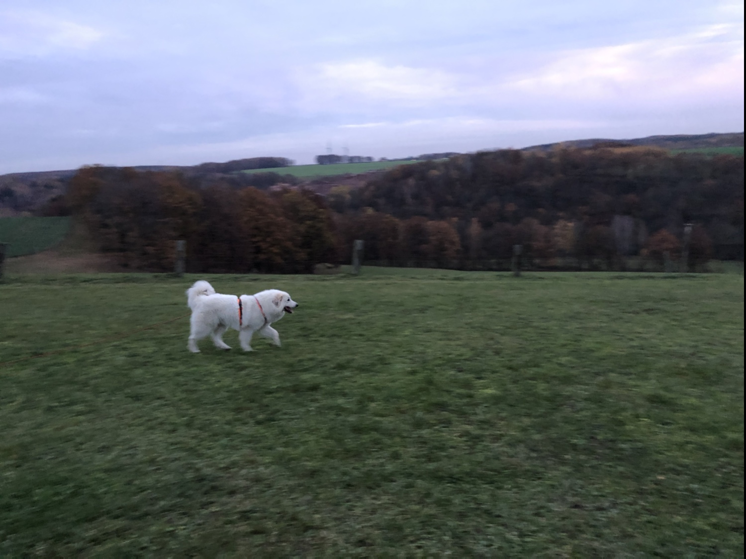 Spaziergang auf meiner großen Feldwiese