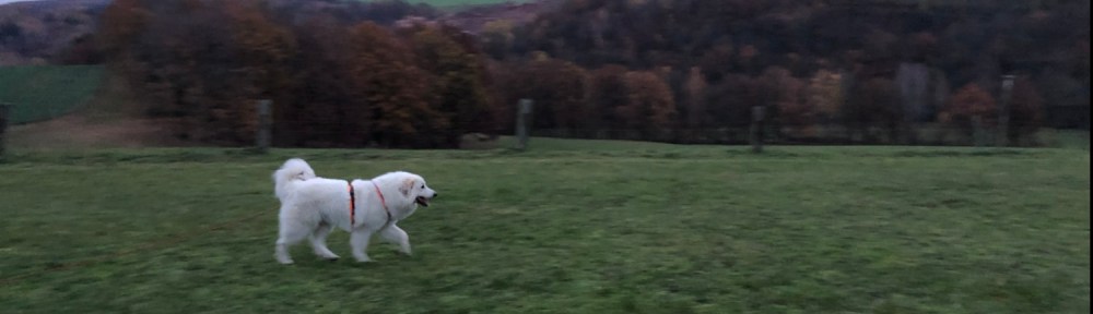Spaziergang auf meiner großen Feldwiese