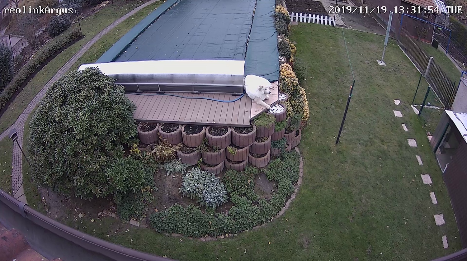 Die Bella auf ihrem Lieblingswachposten