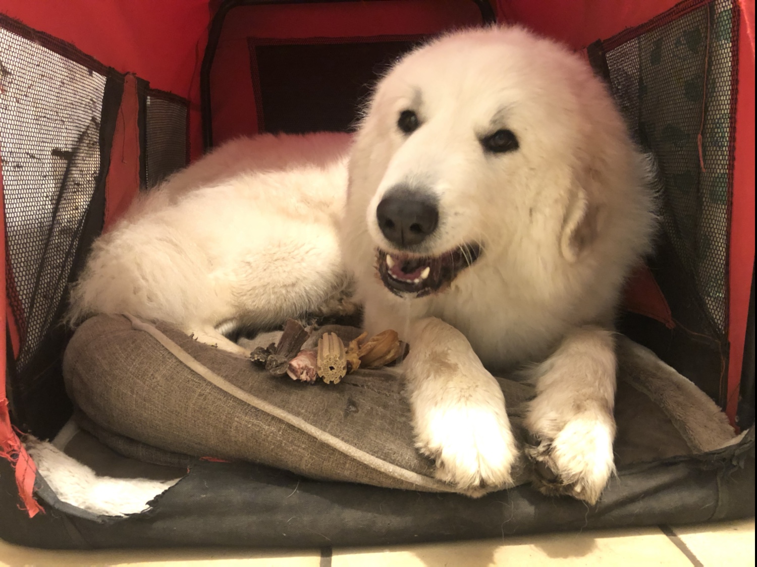 Gute Nacht! 🐶👸🏼