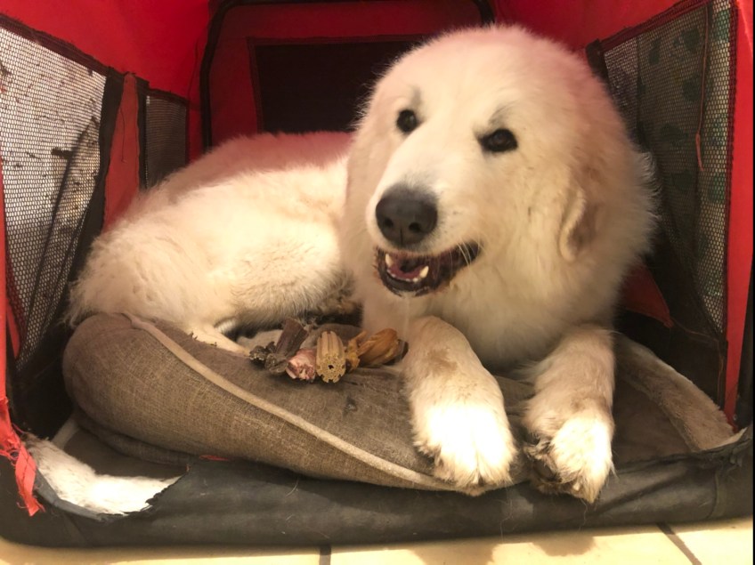 Gute Nacht! 🐶👸🏼