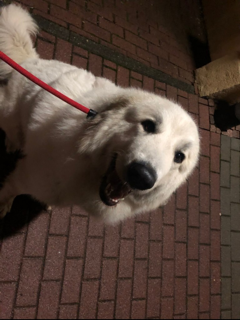 Die Bella beim Abendspaziergang durch die große Stadt