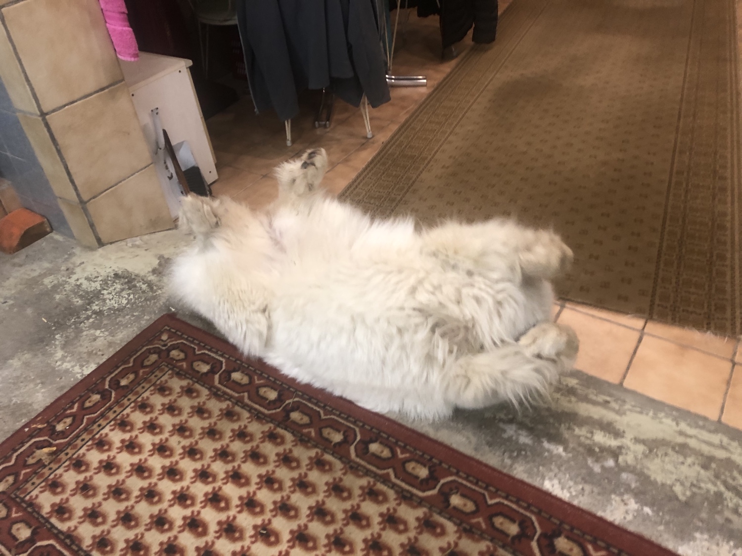 Die Bella kullert durch ihren Keller