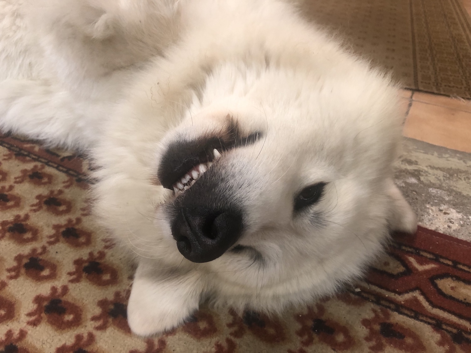 Das bin ich, die Bella. In meinem Keller. Ich fühle mich wohl!