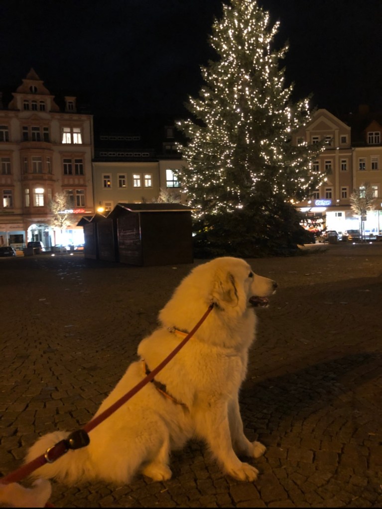 Die Bella am riesigen Weihnachtsbaum