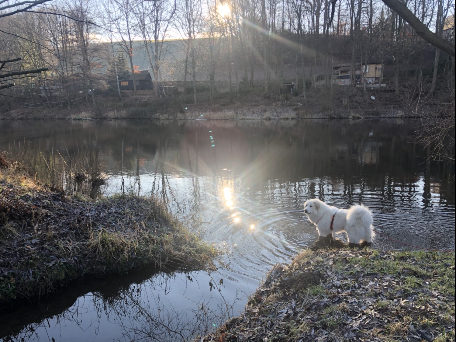 Die Bella geht mal baden und muß dann über den breiten Zuflußgraben fliegen!
