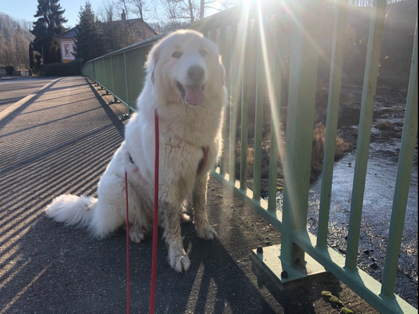 Die Bella auf der großen Brücke, die nicht wackelt