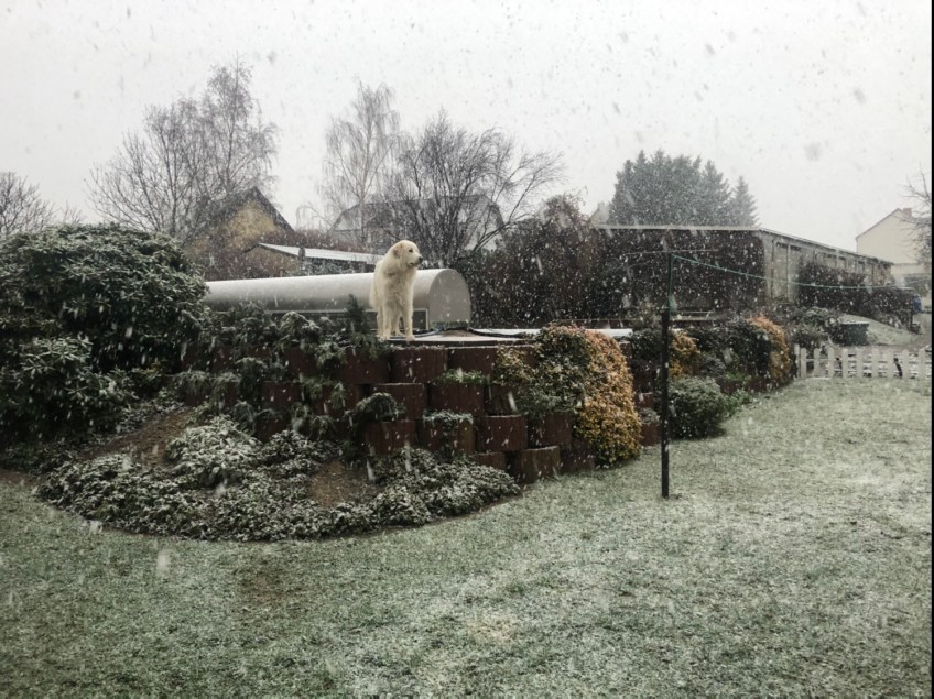 In meinem Garten ist Winter und es schneet!