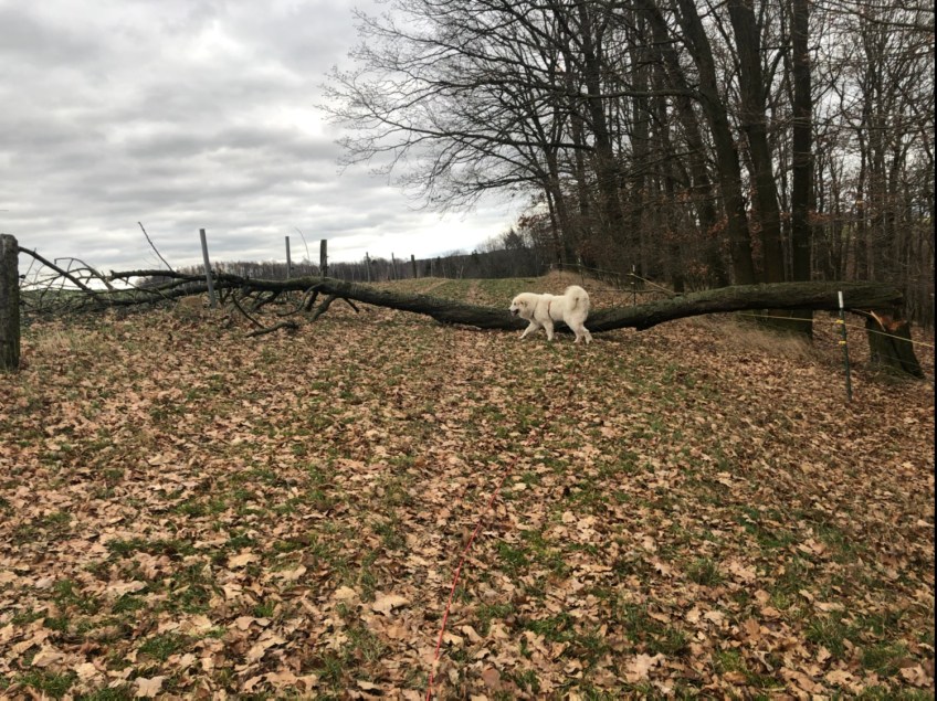 Da hat der freche Pustewind einen dicken Baum umgewienert. Einfach so über die Wiese zwischen Wald und Feld.