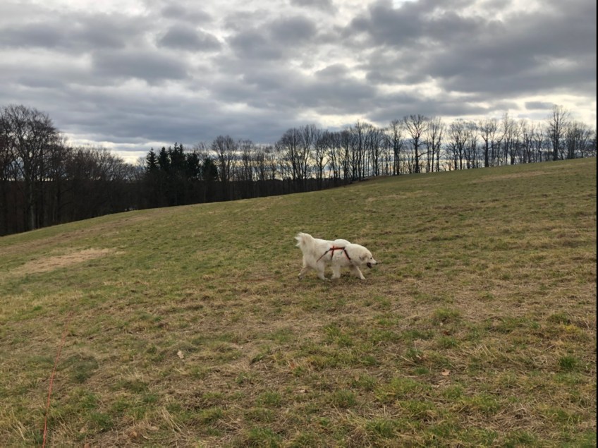 Wer ganzganz gute Augen hat, kann am Waldrand die Rehe sehen. Wer nicht, braucht eine Guckunterstützung!