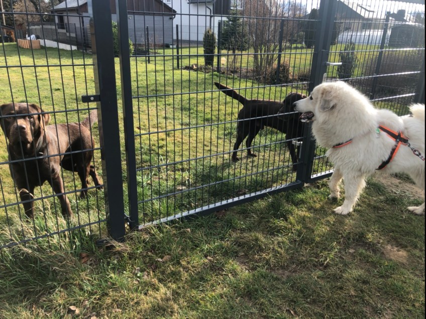 Bei den Labradoren-Jungs auf dem Heimweg