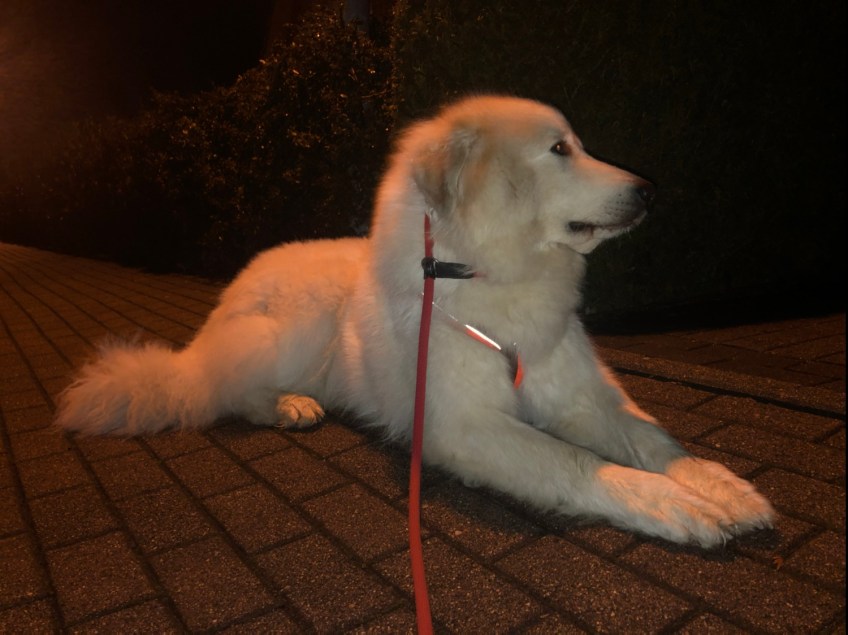 Pause beim Abendspaziergang