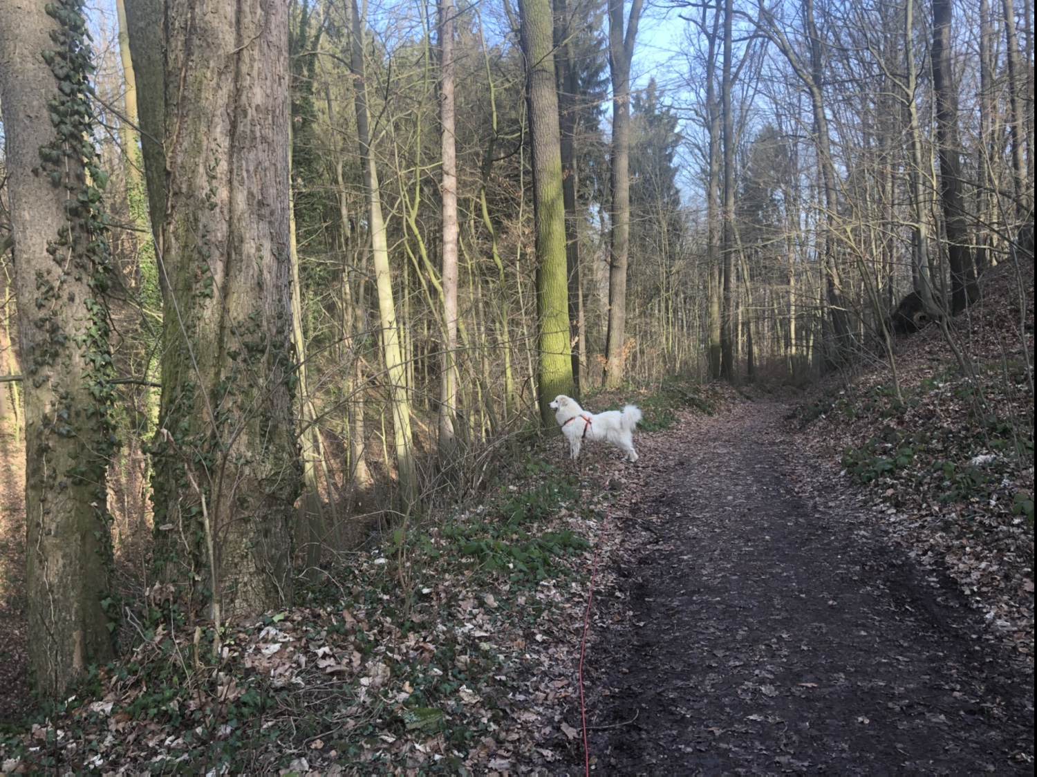 Das kleine Reh ist nirgendwo mehr zu sehen