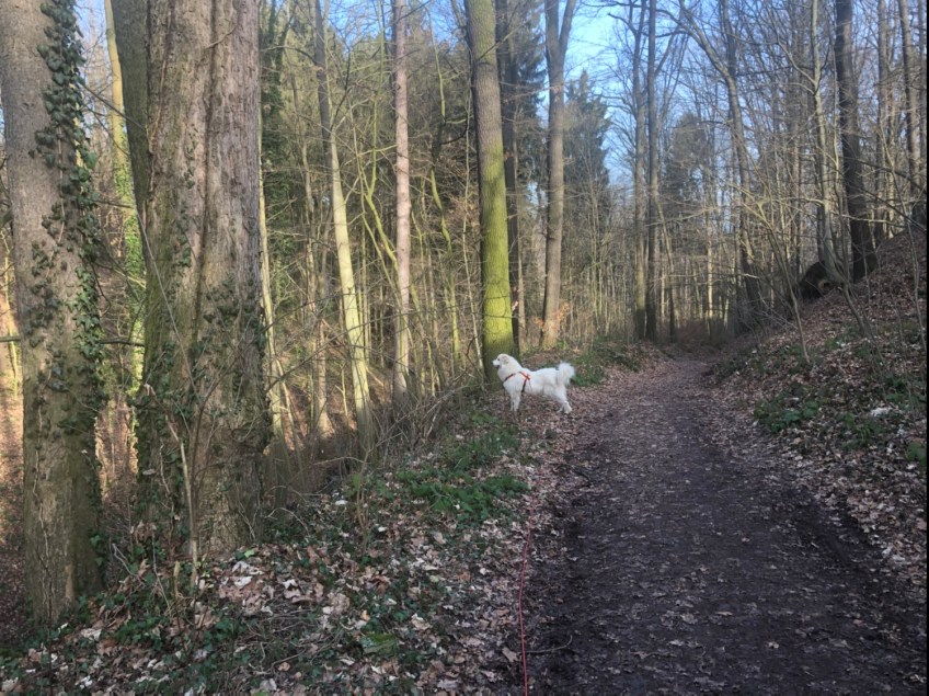 Das kleine Reh ist nirgendwo mehr zu sehen