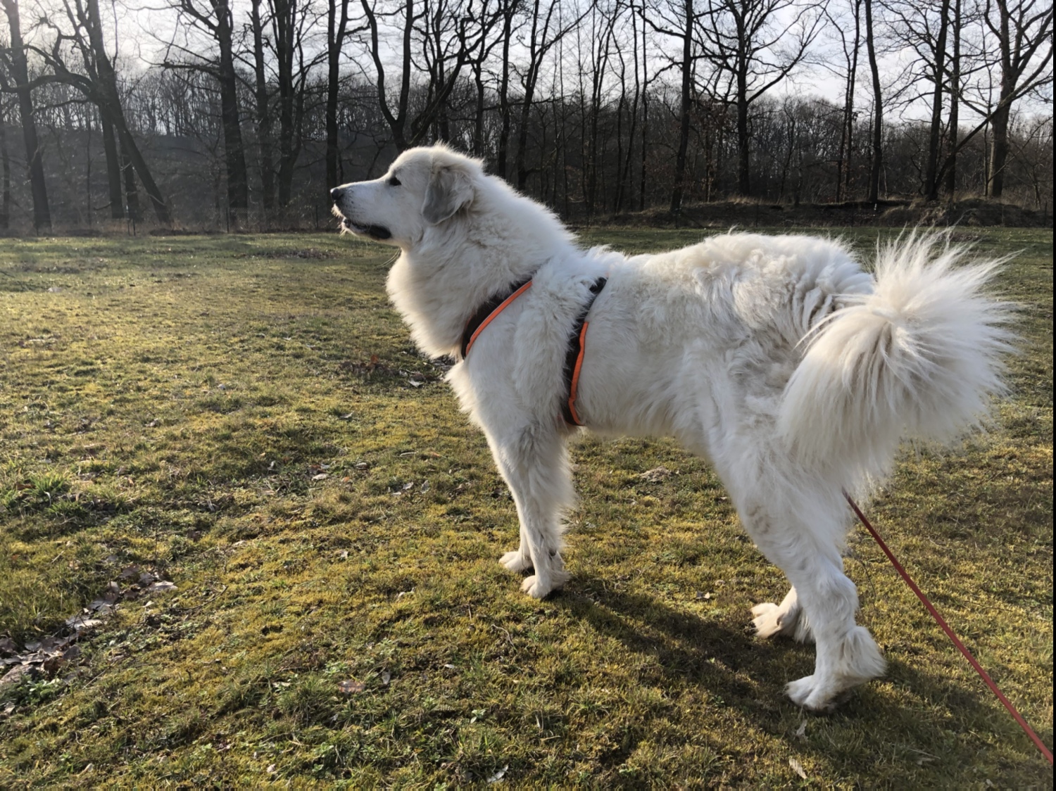 Und die Bella auf der Rehwiese am Wald