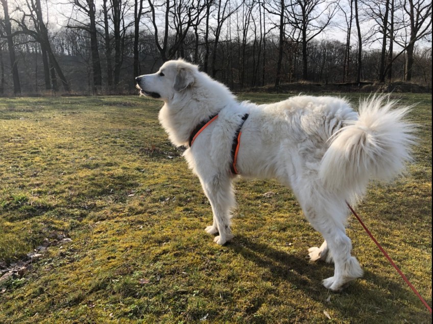 Und die Bella auf der Rehwiese am Wald