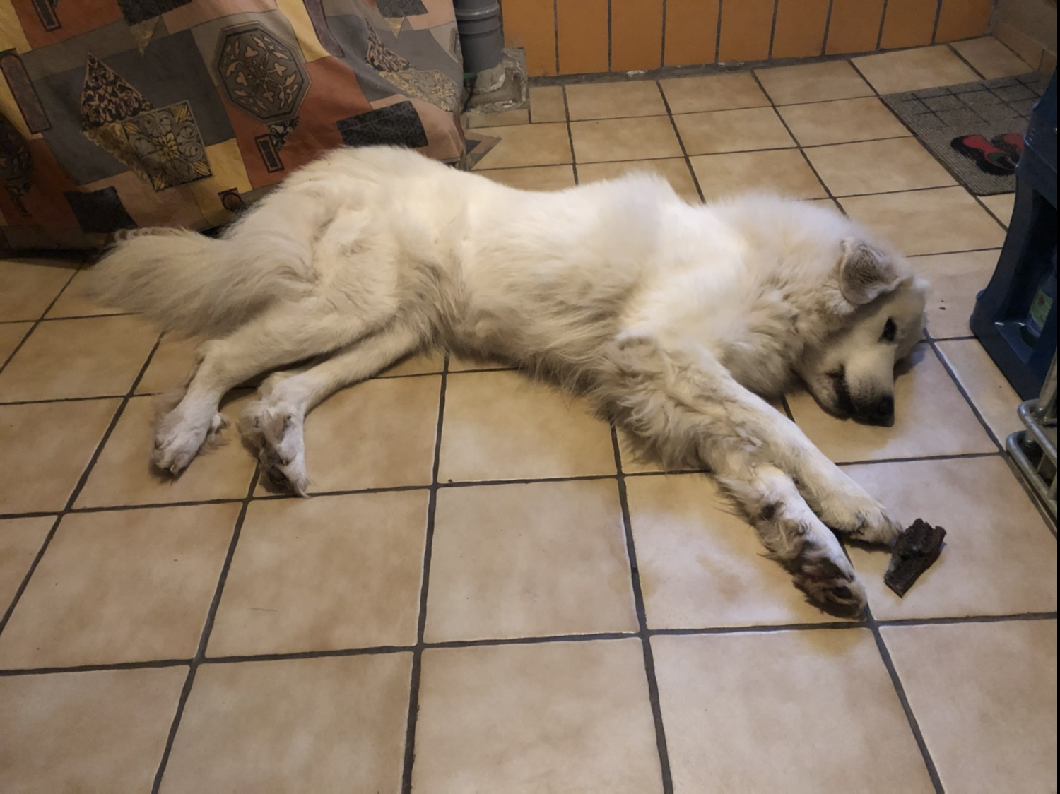 Die Bella mit ihrem Frühstücksfutter-Pansenstreifen