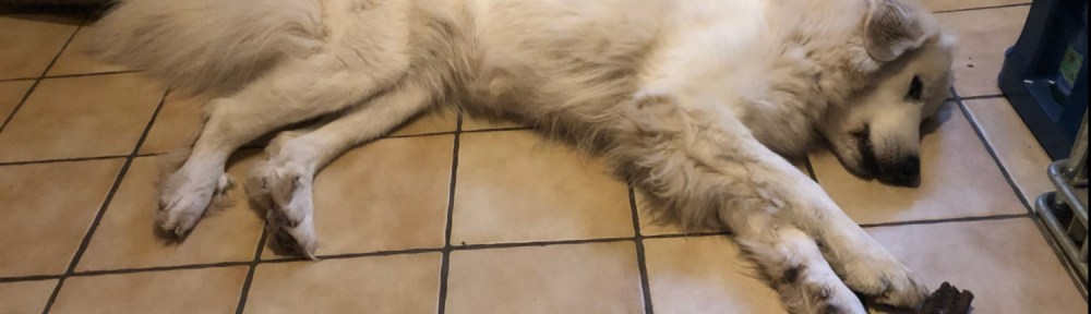 Die Bella mit ihrem Frühstücksfutter-Pansenstreifen