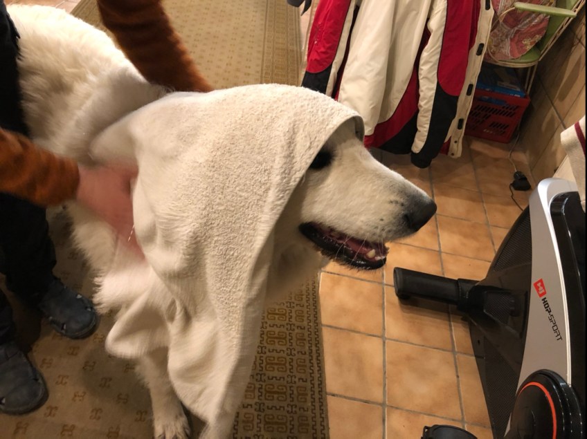 Ich bin eine Jedi! 🐶🤣🐶