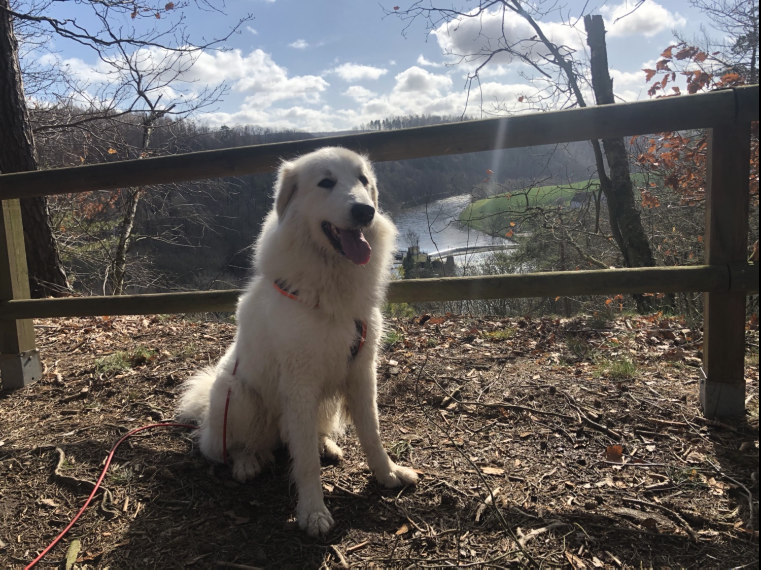 Die Bella am Aussichtspunkt im Heiligen Holz mit Blick zur großen Wackelbrücke