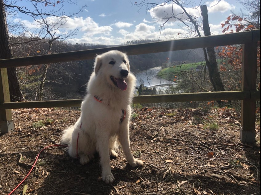 Die Bella am Aussichtspunkt im Heiligen Holz mit Blick zur großen Wackelbrücke