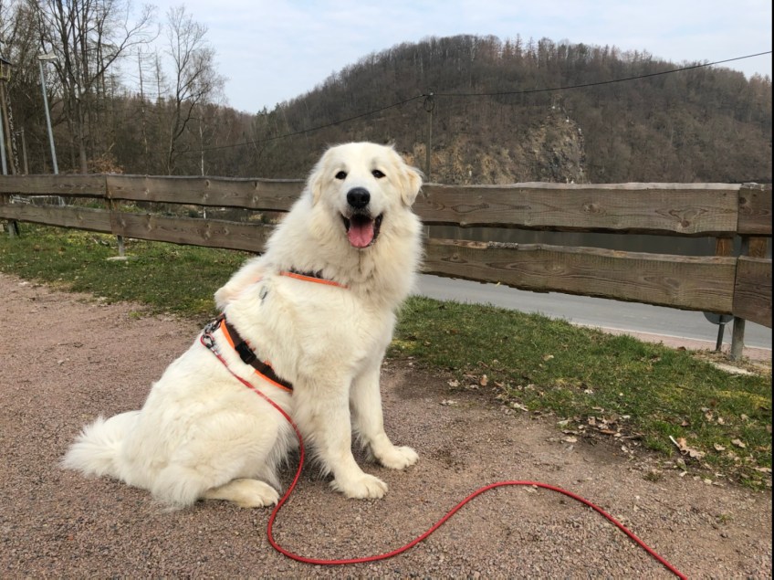 Die Bella am „Waldhaus“. Im Hintergrund der „Wappenfelsen“.