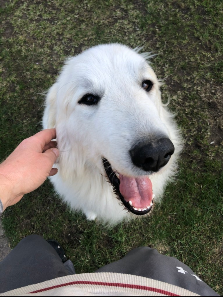 Ich darf bald wieder zu meiner Hundeschule!