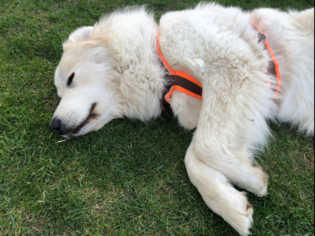 Die Bella schlummert tief und fest