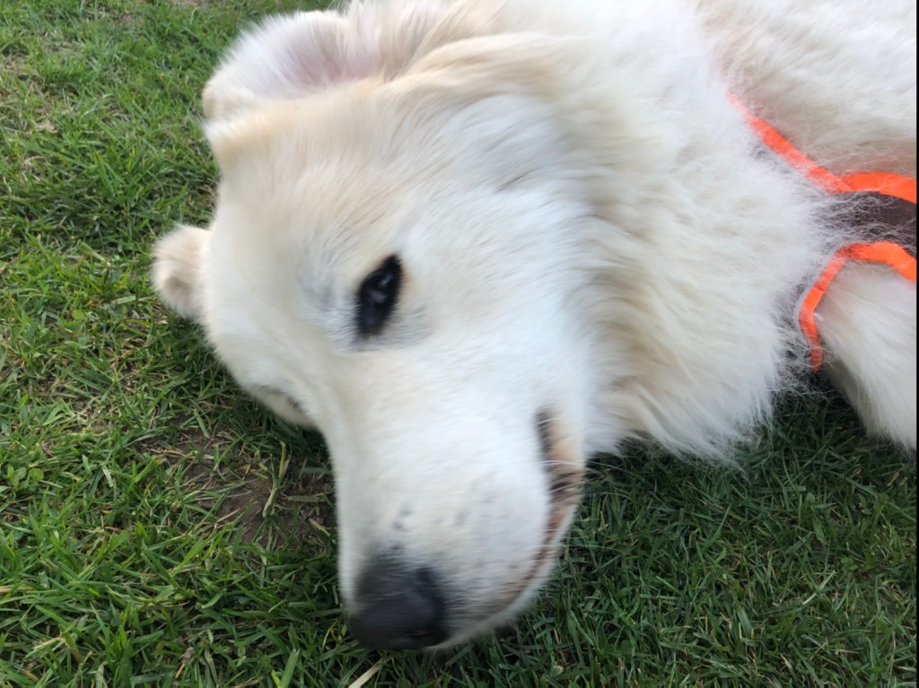 Also, fast 🐶🤷🏼‍♂️🐶