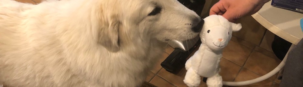 Mein neues Kuschelschäfchen