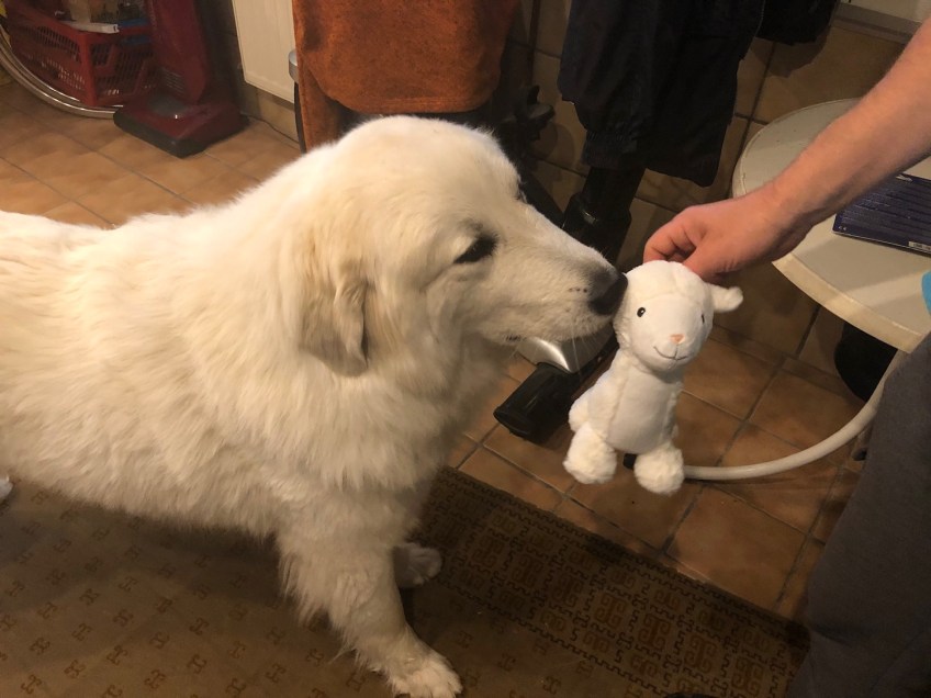 Mein neues Kuschelschäfchen