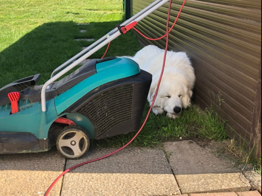 Die Bella ist fleißig und macht Gartenarbeit