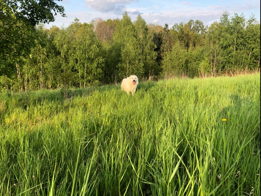 Achtung! Hier kommt eine Bella!
