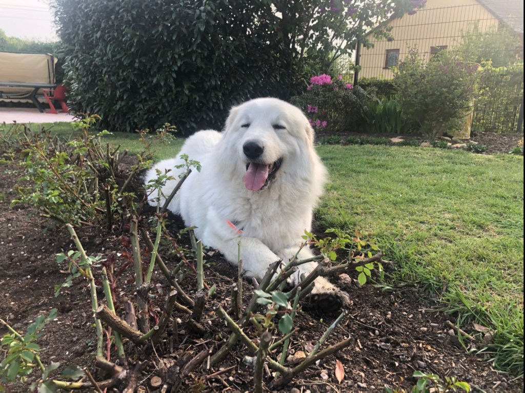 Die Bella ruht in ihrer Buddelgrube