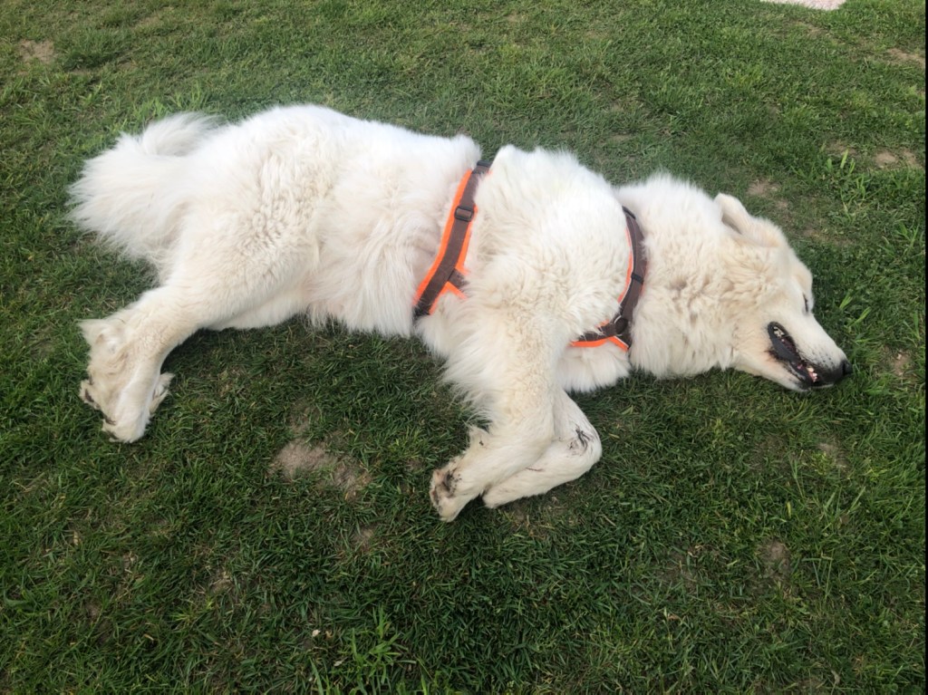 Kann nicht rein, bin schon eingeschlummert …