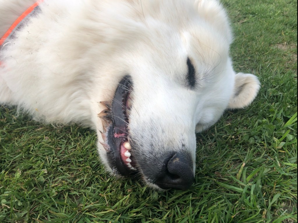 … hihihihiiiii …