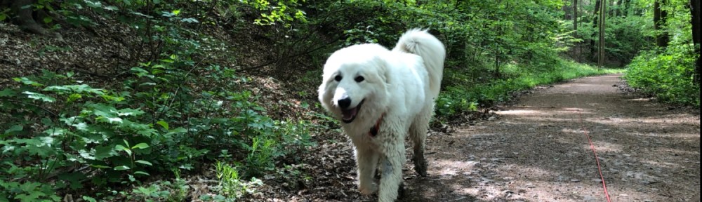 Auf dem Weg nach Ringethal