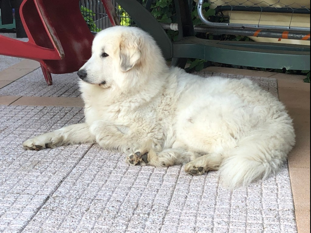 Wie ein kleines Lämmchen