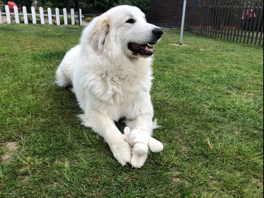 Mit meinem ausgepackten Kuschelschäfchen auf der Wiese