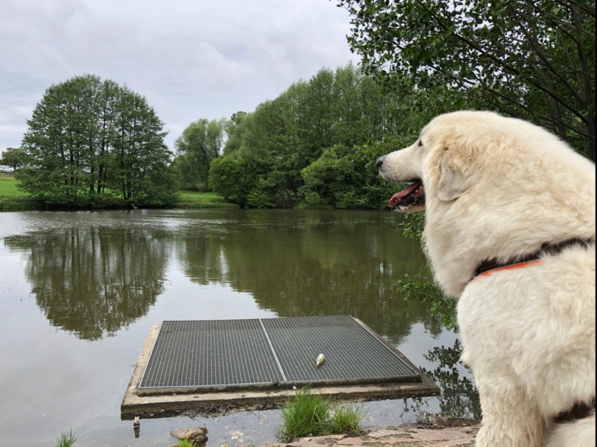 Die Bella am Teich. Ganz hinten ist der Reiher im Wasser.