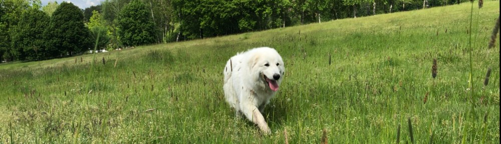Die Bella auf der grünen Wiese