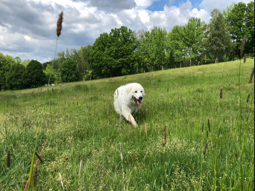 Die Bella auf der grünen Wiese