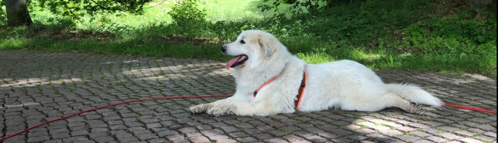 Wie? „Straße“? Ich mache jetzt eine Pause!