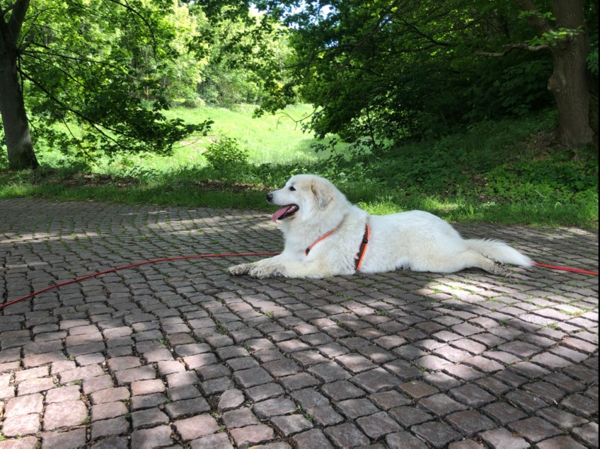 Wie? „Straße“? Ich mache jetzt eine Pause!