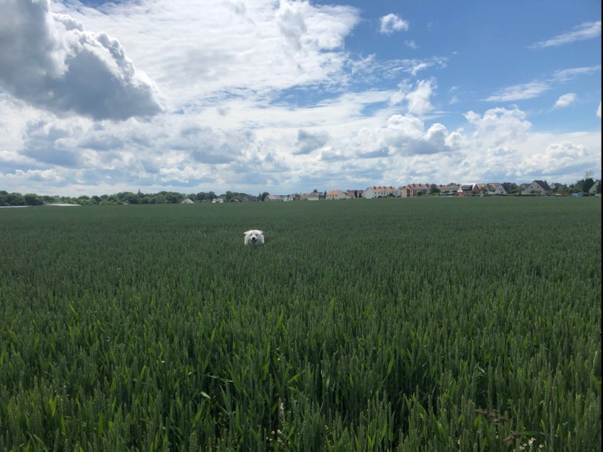 Da kommt die Bella durchs Feld gehüpft