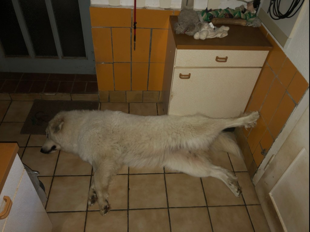 So kann man sehr gemütlich und bequem schlummern 🐾