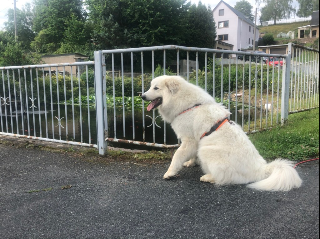 Die Bella am Feuerlöschteich in Kockisch