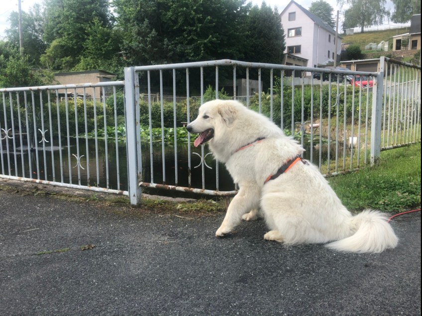 Die Bella am Feuerlöschteich in Kockisch